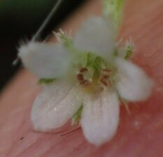 Nemophila parviflora parviflora Flower